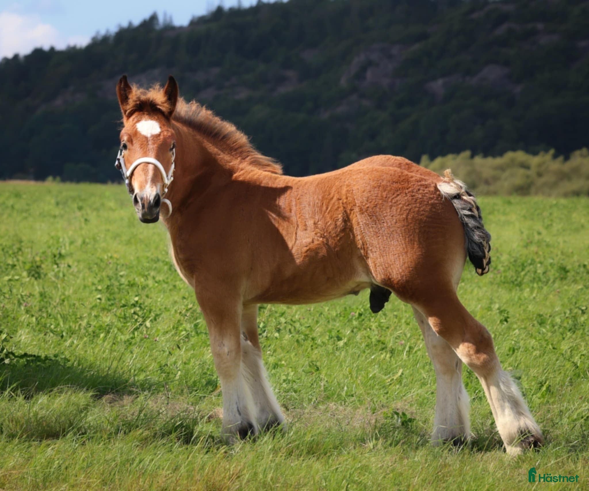  hästar 1 årig ardennerhingst köpes  i Dingle - Annons 1