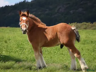hästar 1 årig ardennerhingst köpes i Dingle - Annons 1
