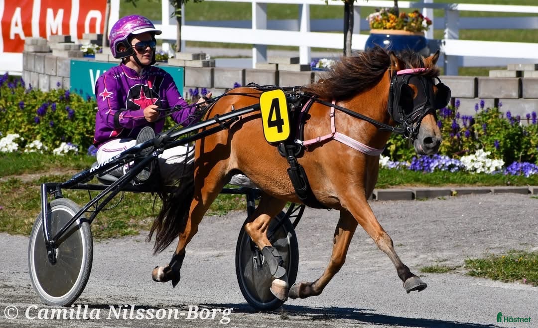  hästar Fint travsto - Annons 1