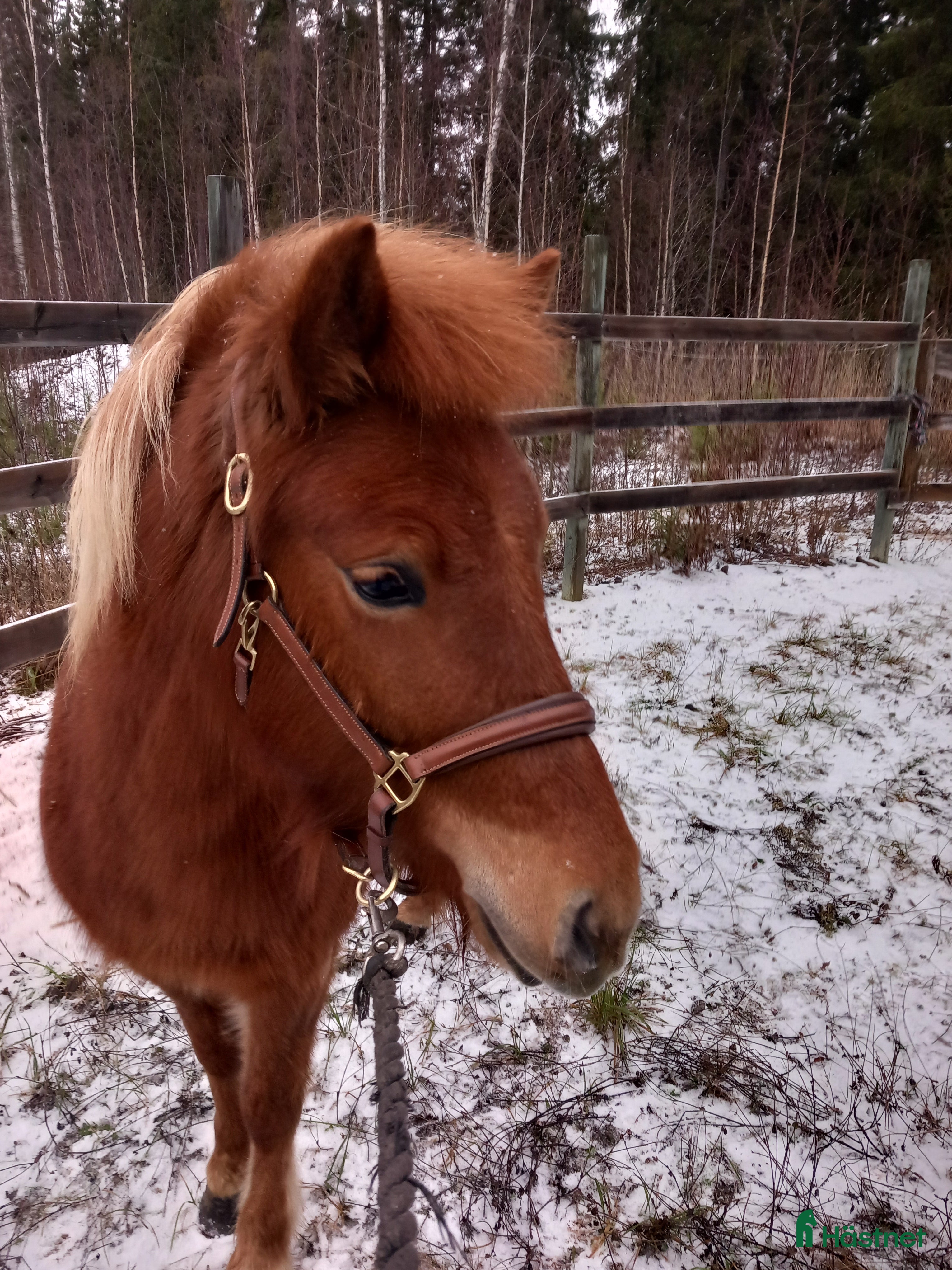  hästar Lovande sto i Våmhus - Annons 16