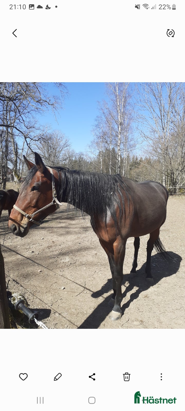  hästar Fölsto sällskap i Kalmar - Annons 18