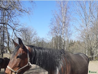 Trav hästar till salu: Fölsto sällskap i Kalmar - Annons 1