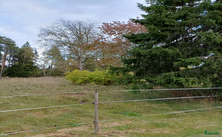  hästar i Tranås - Annons 9