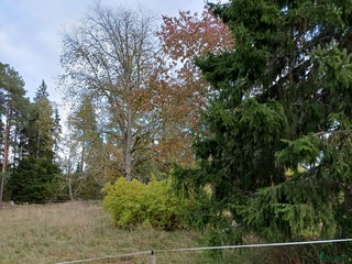 hästar Shetlandspar sökes i Tranås - Annons 8