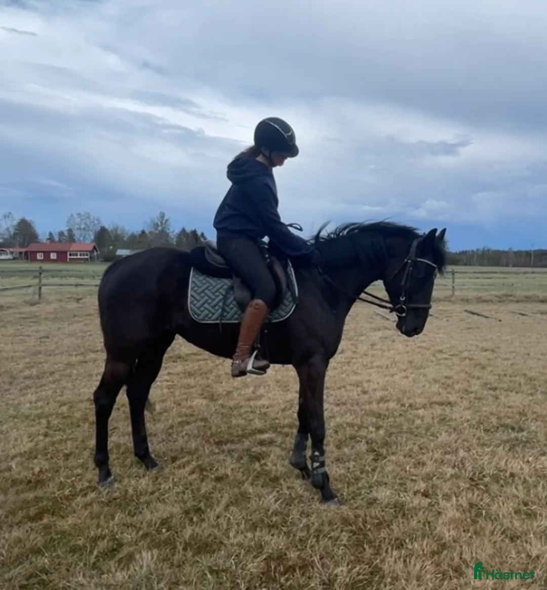 Allround hästar till salu: Vackert sto *TINGAD* - Annons 3