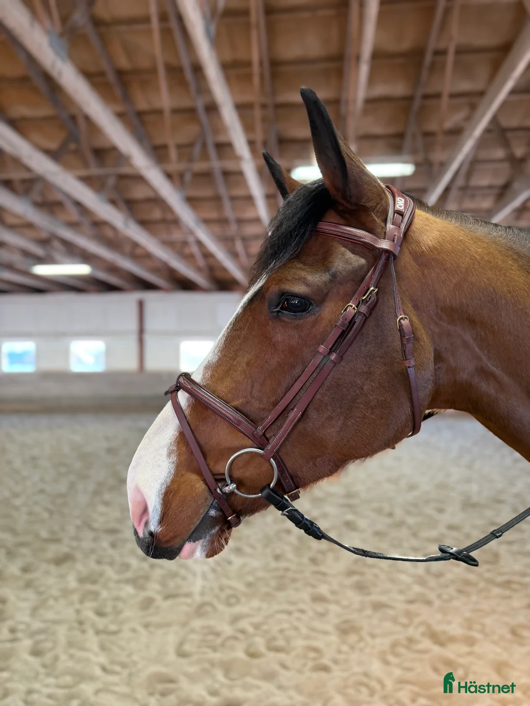 Allround hästar till salu: Underbar kille säljes i Alvesta - Annons 1