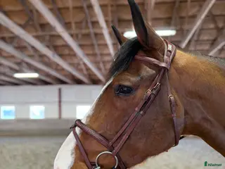 hästar Underbar kille säljes i Alvesta - Annons 6