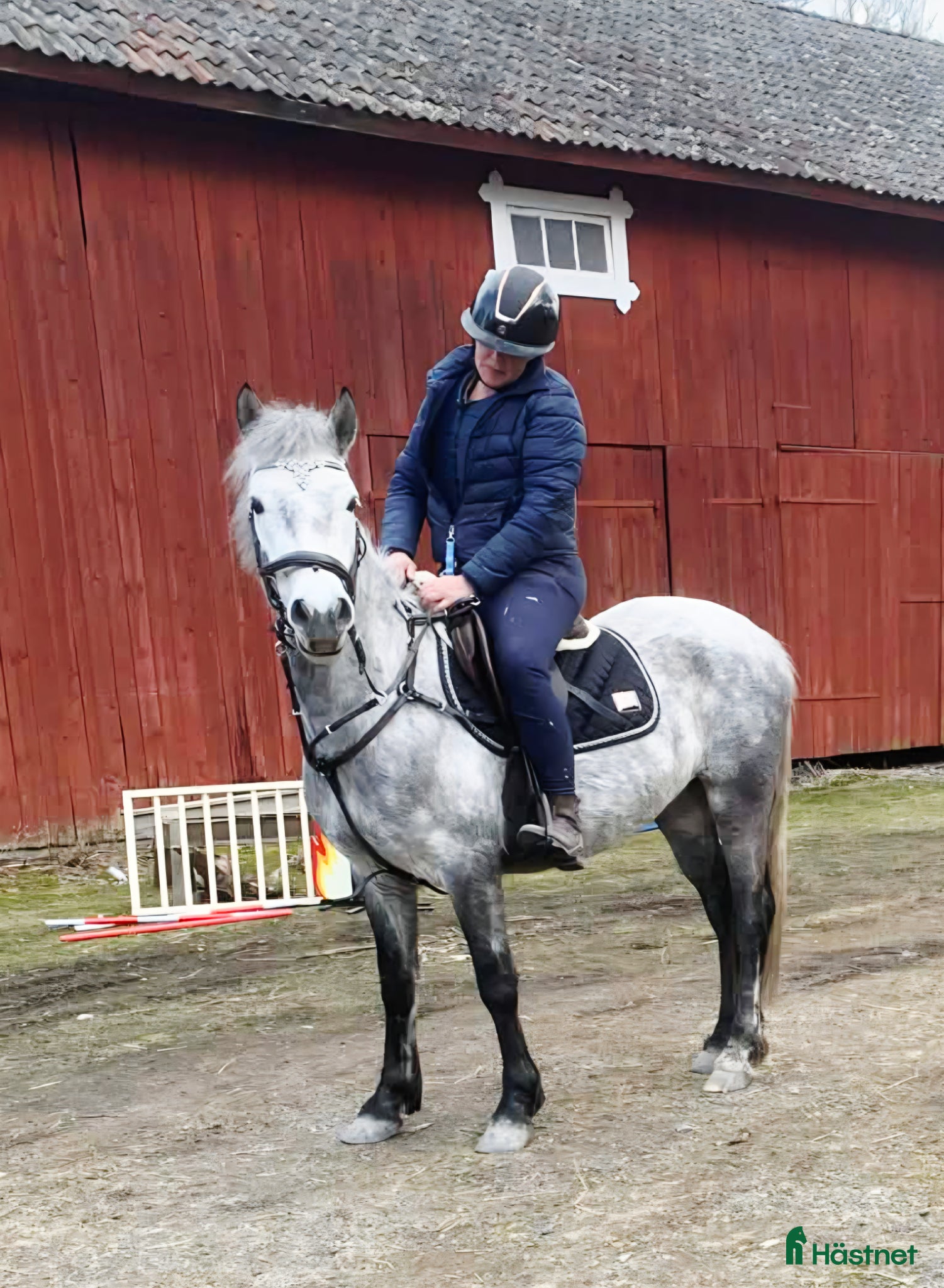  hästar Svenskfödd, social, snäll 4-åring med fin stam - Annons 1