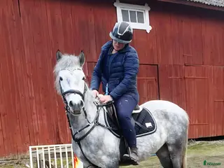 hästar Svenskfödd, social, snäll 4-åring med fin stam - Annons 1