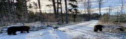  foderhäst sökes: Minishetland letar efter en ny kompis (fodervård) - Annons 4