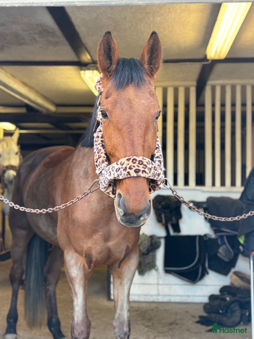 Allround hästar till salu: Din nya bästa vän  i Mora - Annons 1