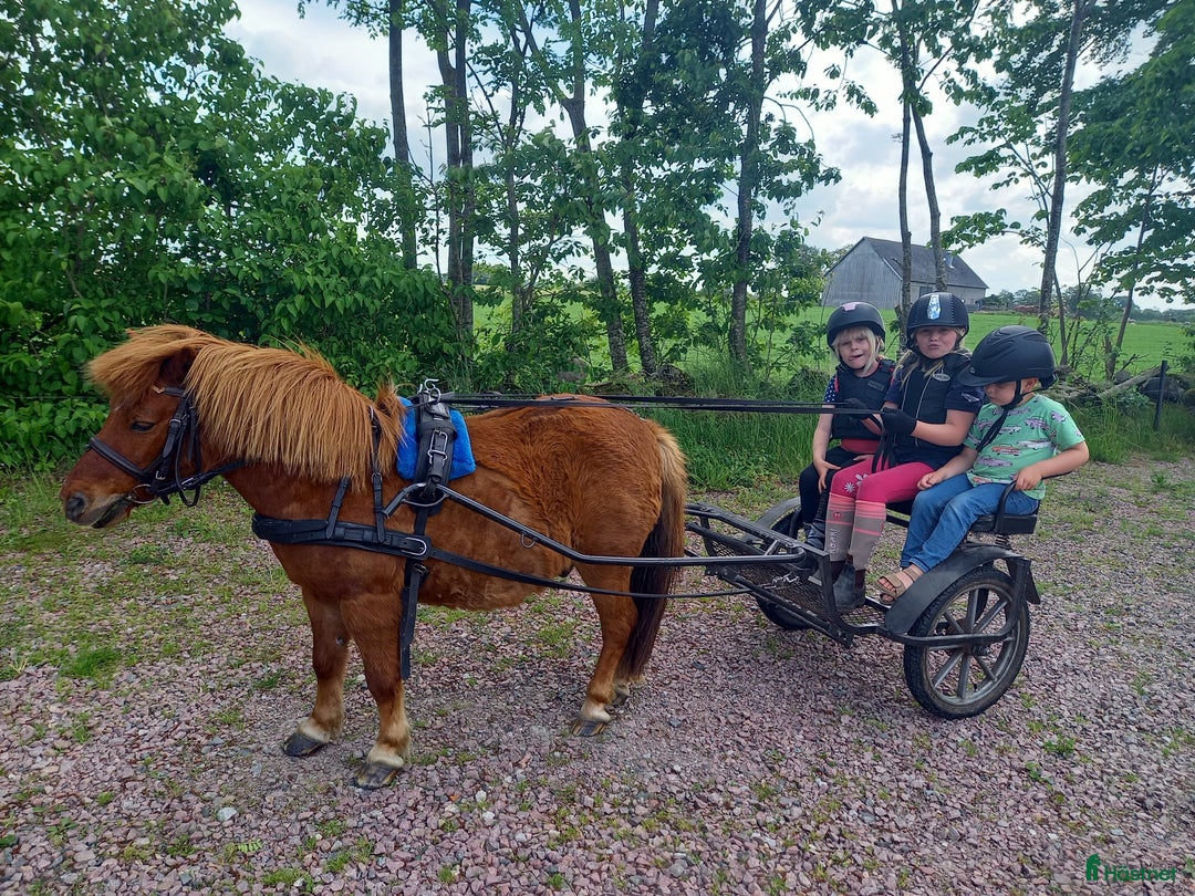  medryttarhäst finnes: Häst/Ponnisar som vill ha mys och hobbyridning i Vollsjö - Annons 3