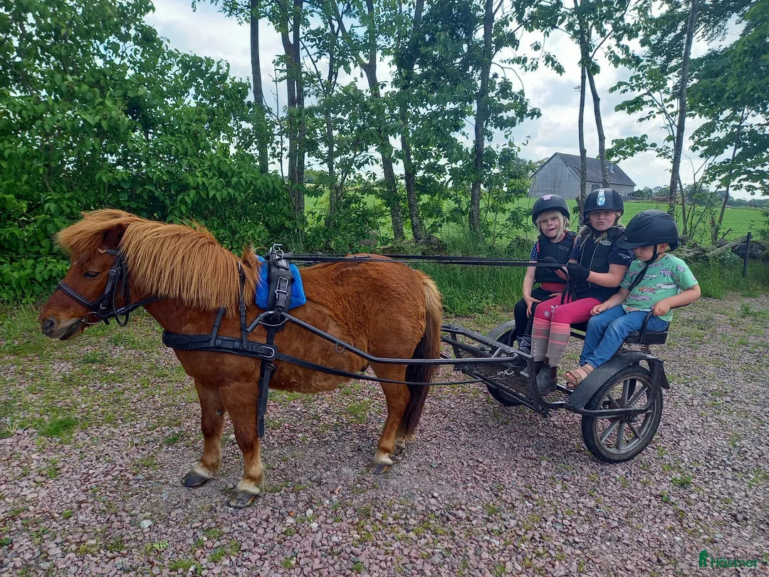  medryttarhäst finnes: Häst/Ponnisar som vill ha mys och hobbyridning i Vollsjö - Annons 3