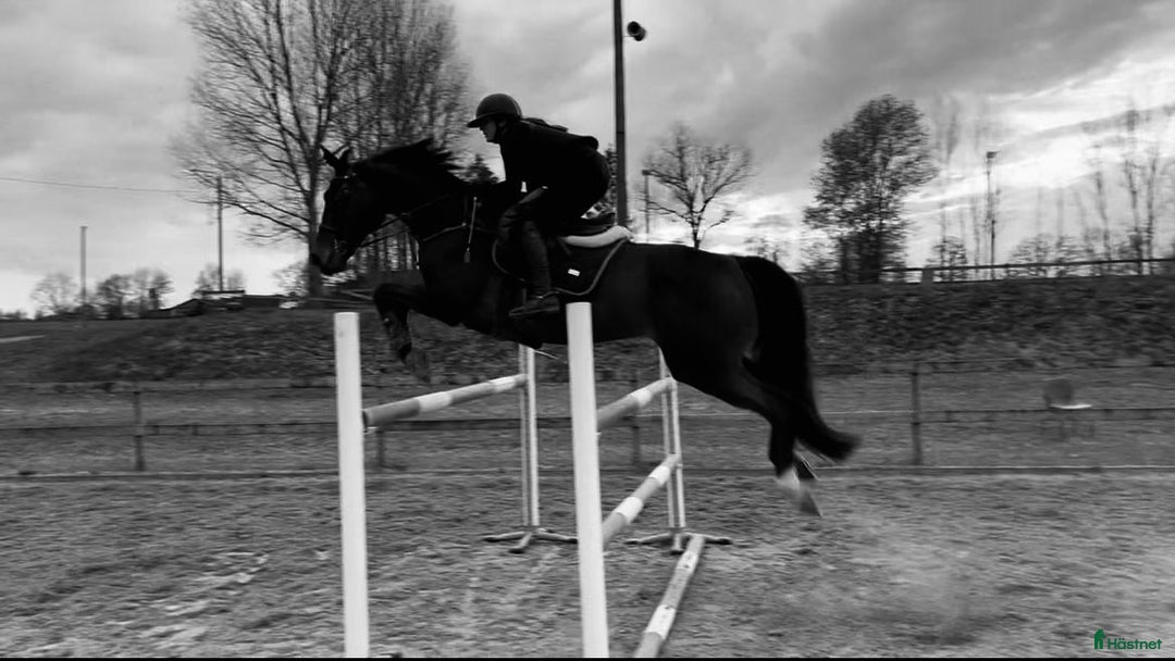 Hoppning hästar till salu: Fantastisk läromästare efter HipHop x Cortez🎖🤩 i Tollarp - Annons 6