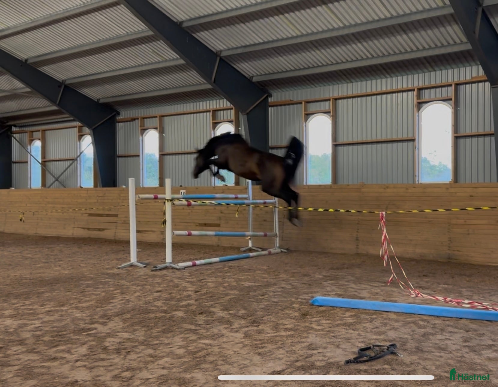  hästar Lovande hoppvalack i Rottne - Annons 9