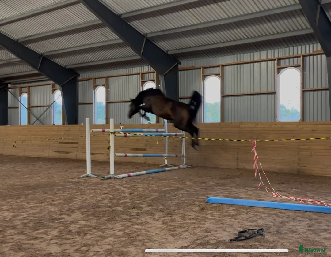 Hoppning hästar till salu: Lovande hoppvalack i Rottne - Annons 1