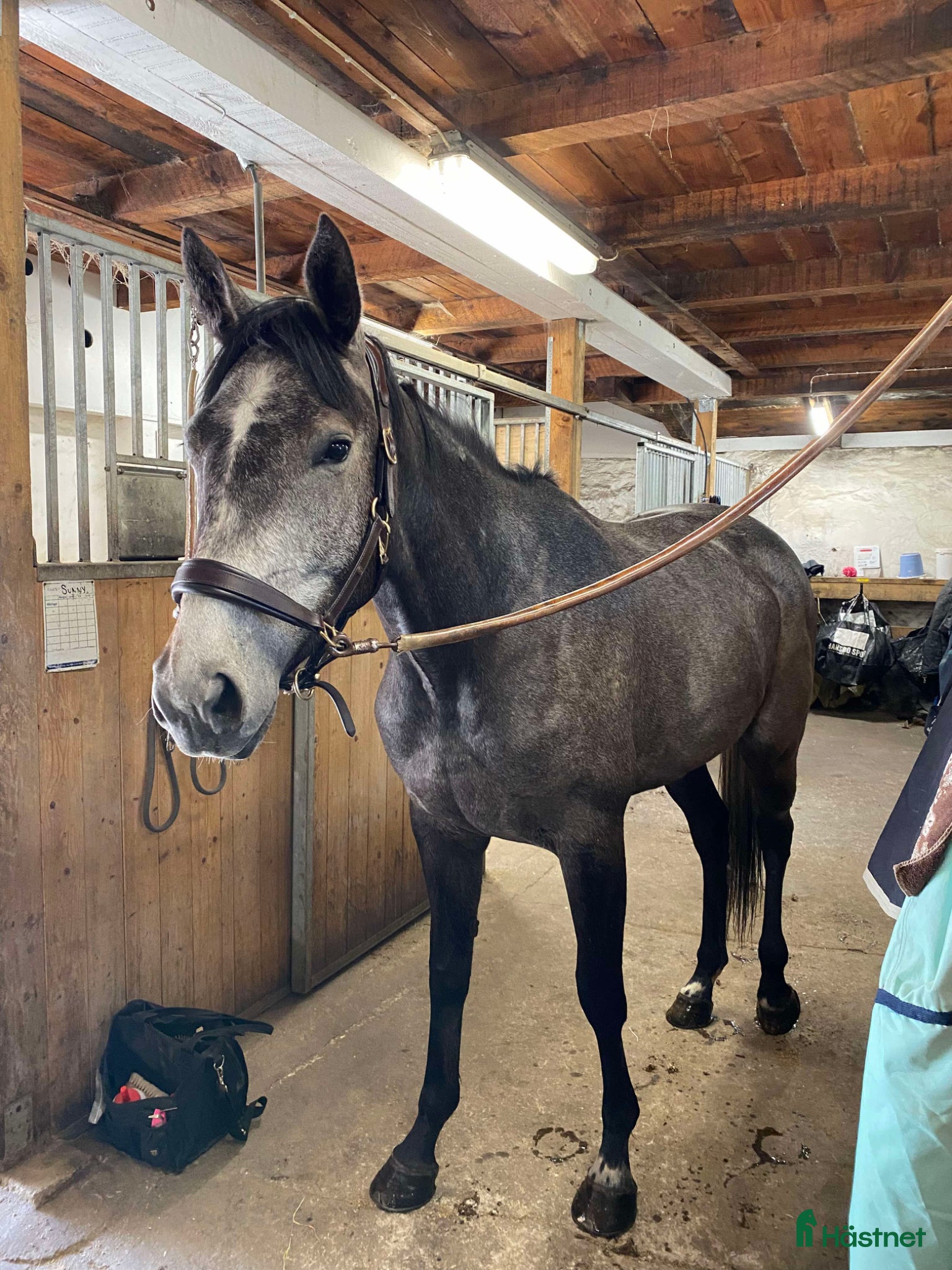  hästar Sällskap, avel, lättare ridning  - Annons 2