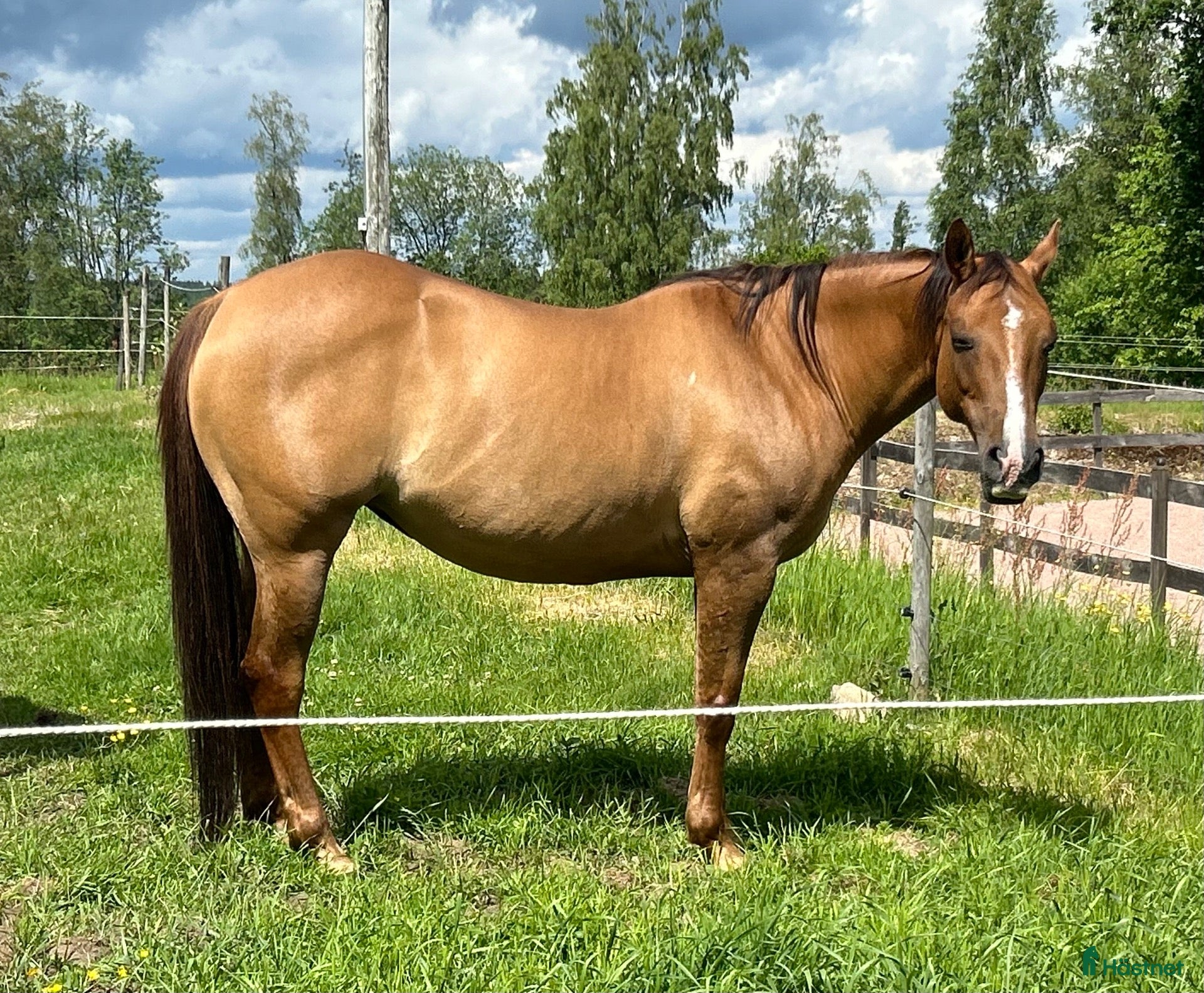  hästar Quarter sto letar hem ev bytes  - Annons 11