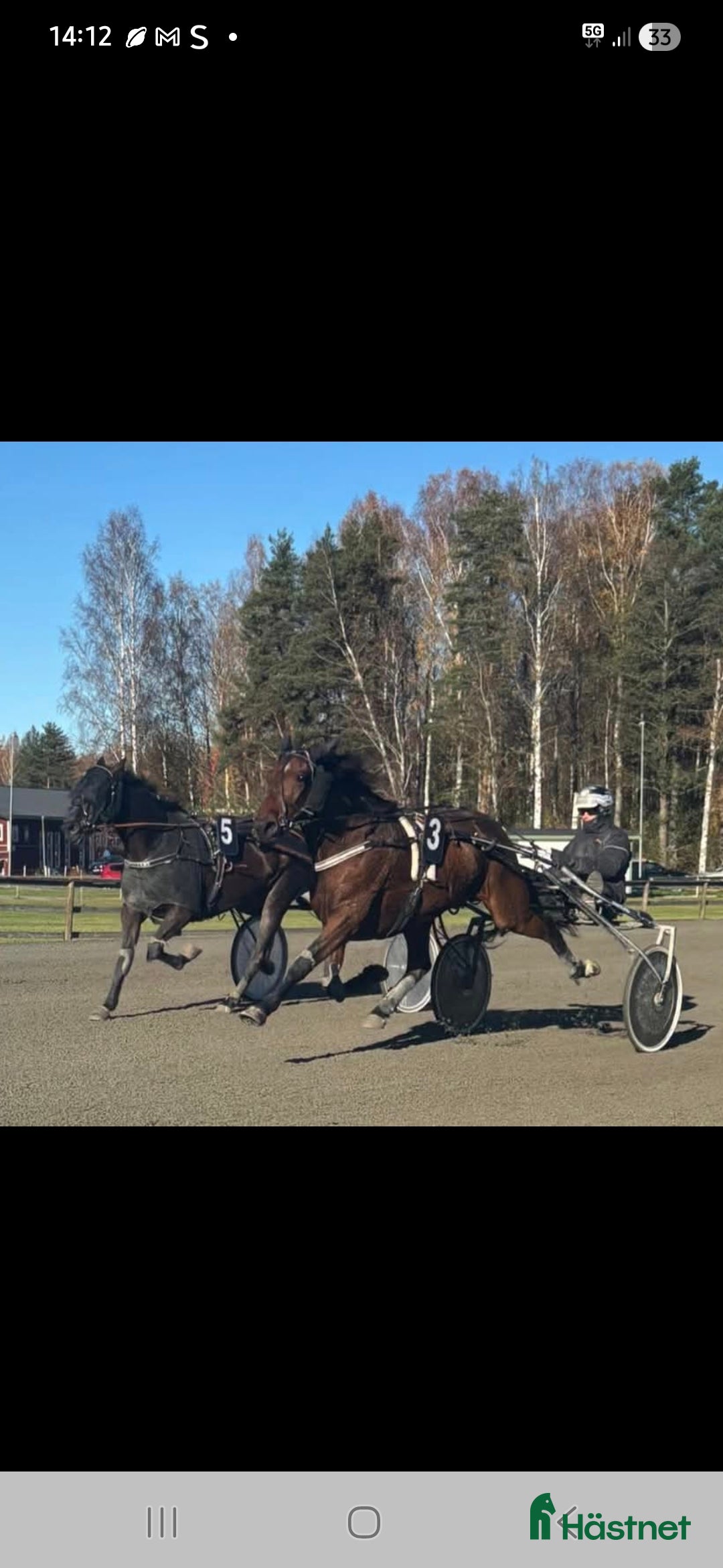  hästar Snygg vbl sto i Kil - Annons 1