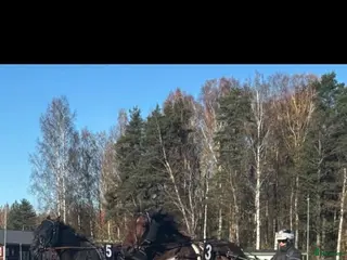 hästar Snygg vbl sto i Kil - Annons 1