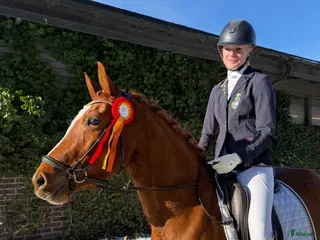 hästar Framtida mästerskapsponny - Annons 10