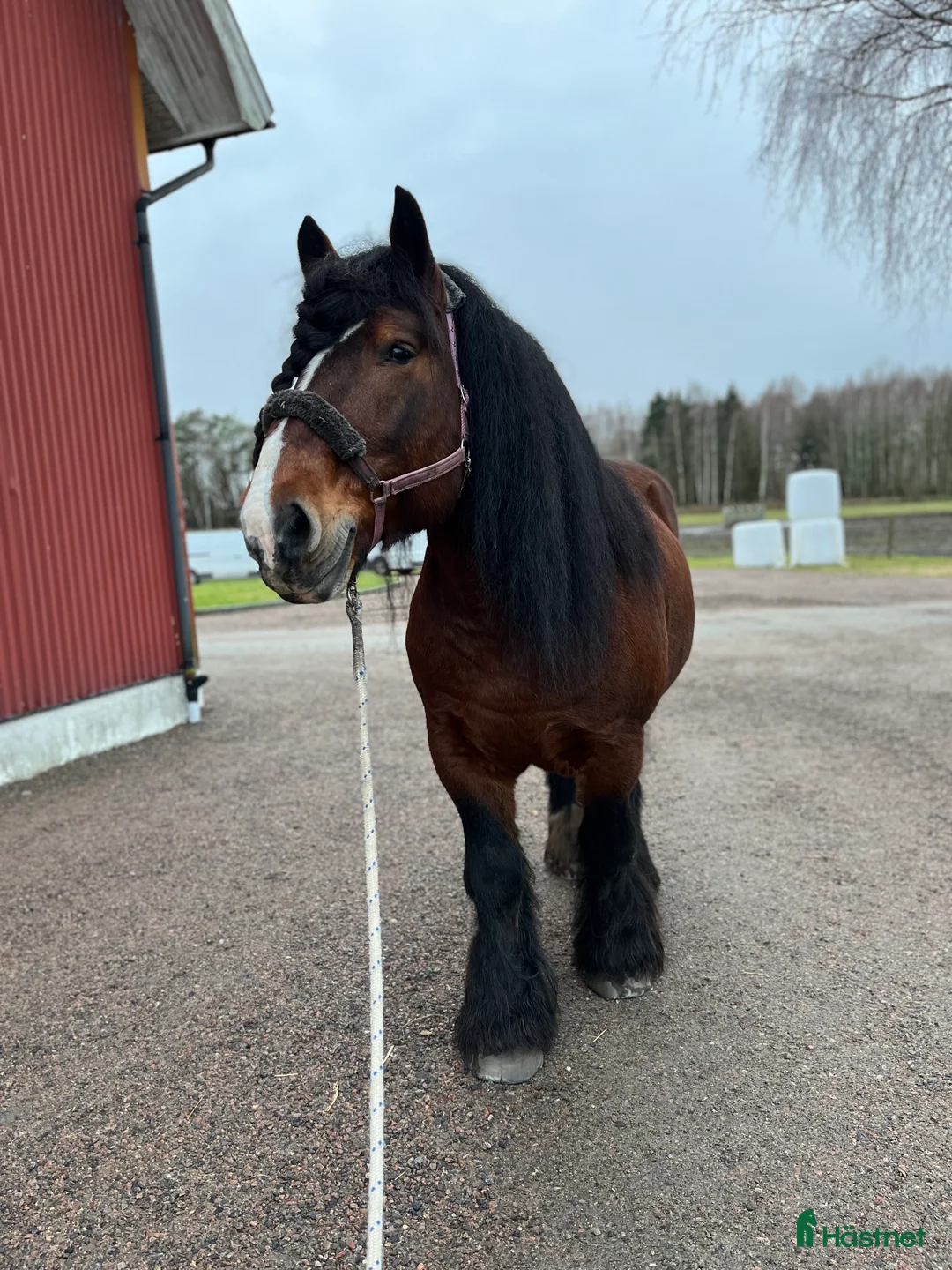 Allround hästar till salu: Ardenner hingst  - Annons 5