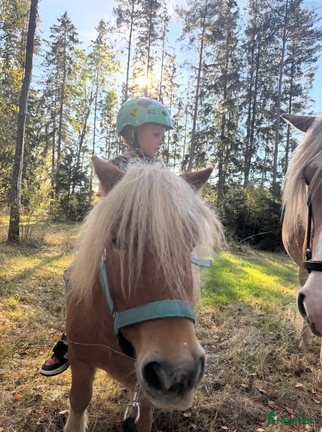 Allround hästar till salu: Underbar Shetlandsponny  i Årjäng - Annons 3