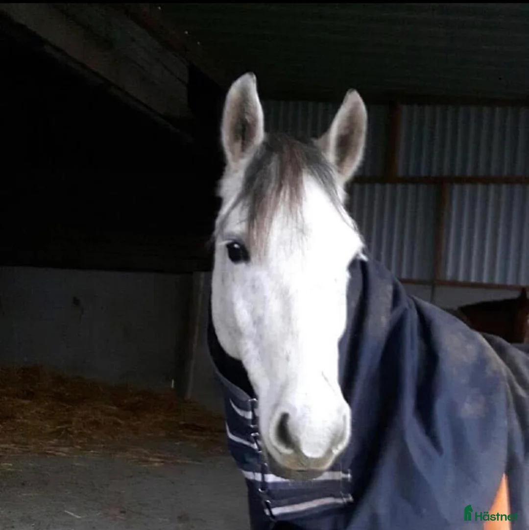 Dressyr hästar till salu: Trygg, cool kille med kapacitet  i Sätila - Annons 2