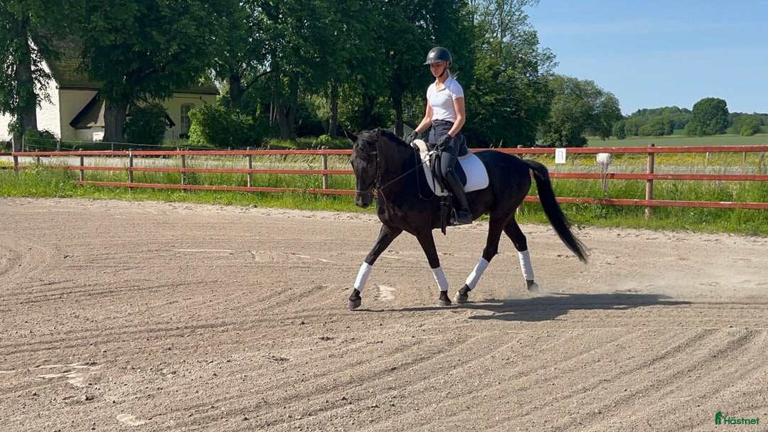 Allround hästar till salu: Perfekt till vuxen ryttare ⭐️ i Fjugesta - Annons 3