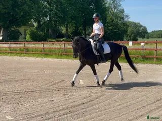 hästar Stor häst i liten förpackning⭐️ - Annons 1