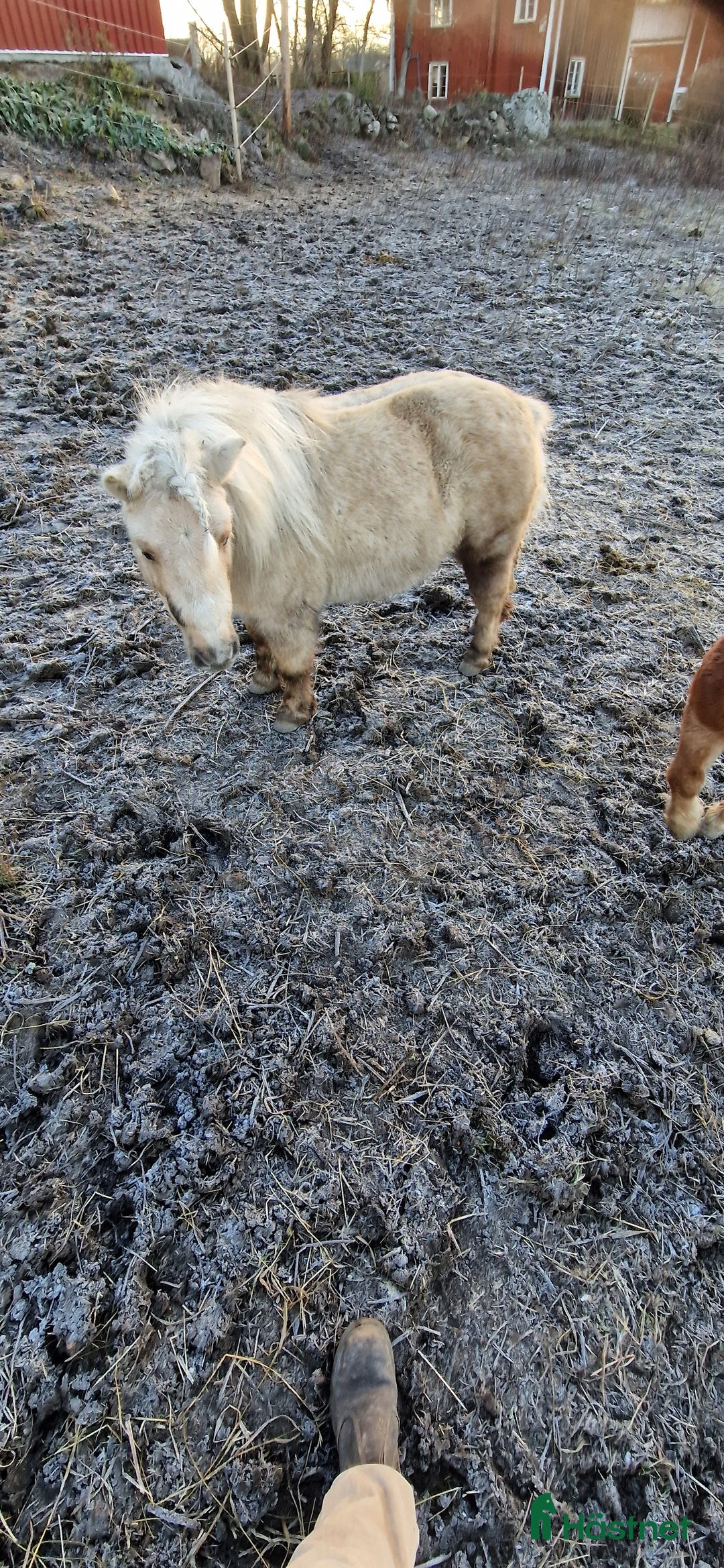 Allround hästar till salu: Två fina tjejer  i Gamleby - Annons 1