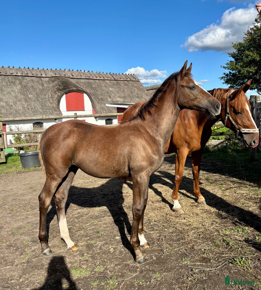 Hoppning hästar till salu: Komplett sto med prestationsmöderne i Lund - Annons 3