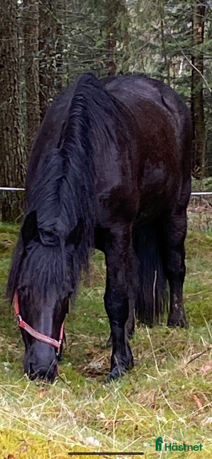  hästar Två underbara ston säljes tillsammans i Ätran - Annons 16