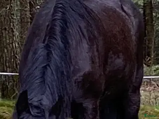 hästar Två underbara ston säljes tillsammans i Ätran - Annons 16