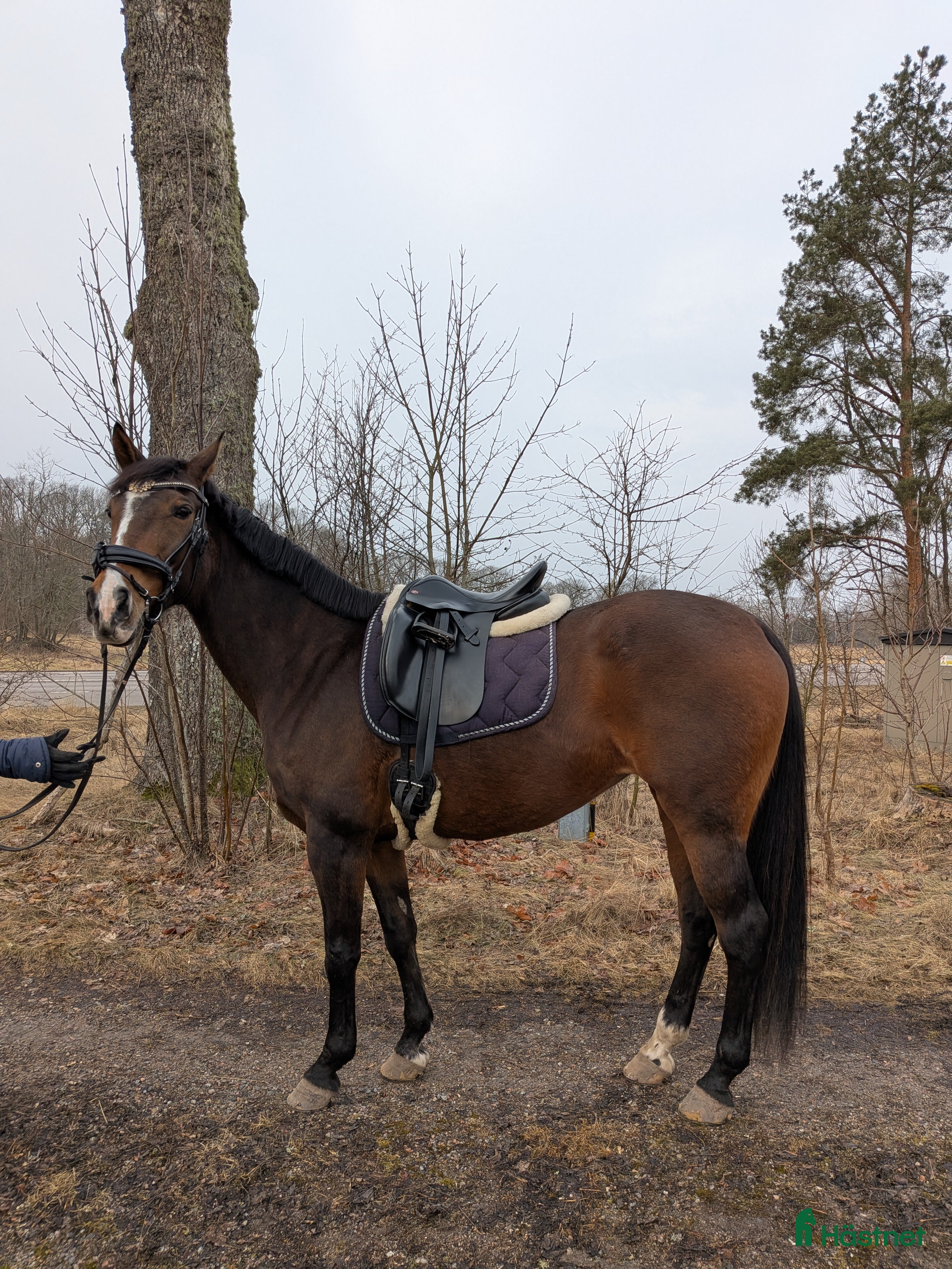  hästar Nätt sto med potential  - Annons 2