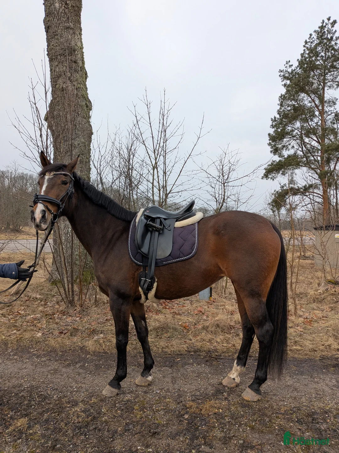 Allround hästar till salu: Nätt sto med potential  i Stigtomta - Annons 1