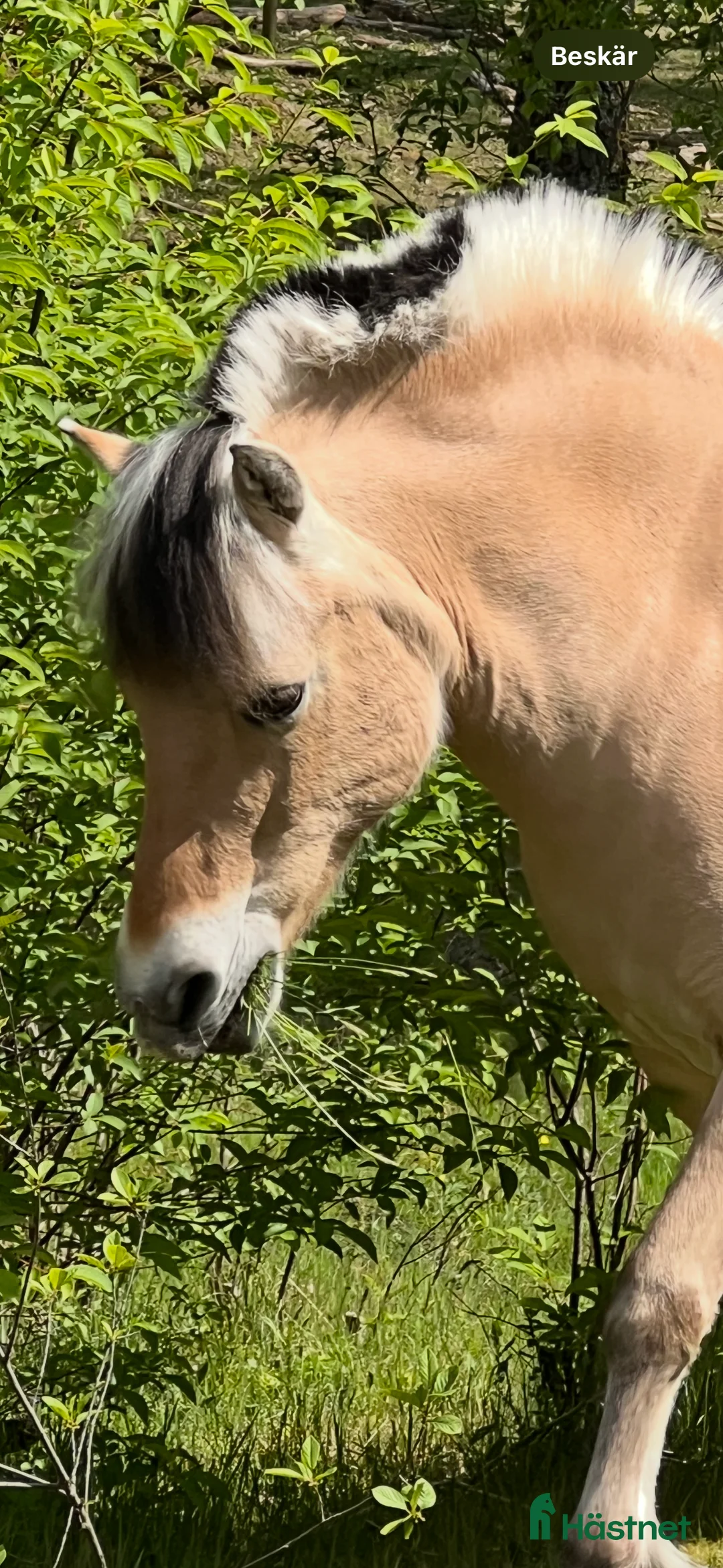 Sällskap hästar till salu: Tryggaste hästen  i Strömsnäsbruk - Annons 1