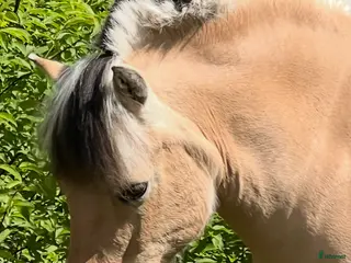 hästar Tryggaste hästen i Strömsnäsbruk - Annons 1