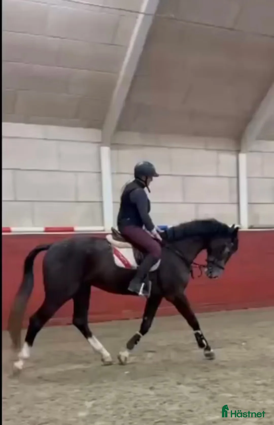 Hoppning hästar till salu: Unghest med wow faktor i Horten - Annons 14