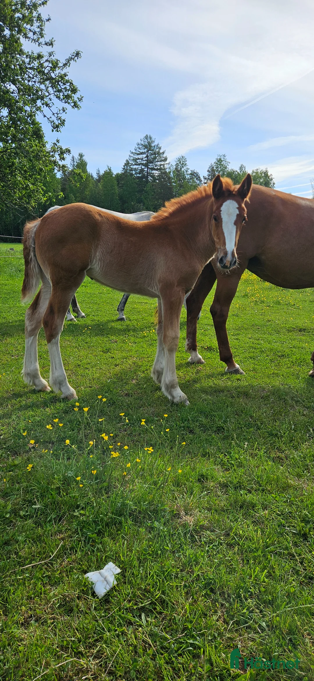 Allround hästar till salu: Superfina Cassandra irishcob/vbl - Annons 1