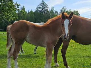 hästar Superfina Cassandra irishcob/vbl - Annons 1