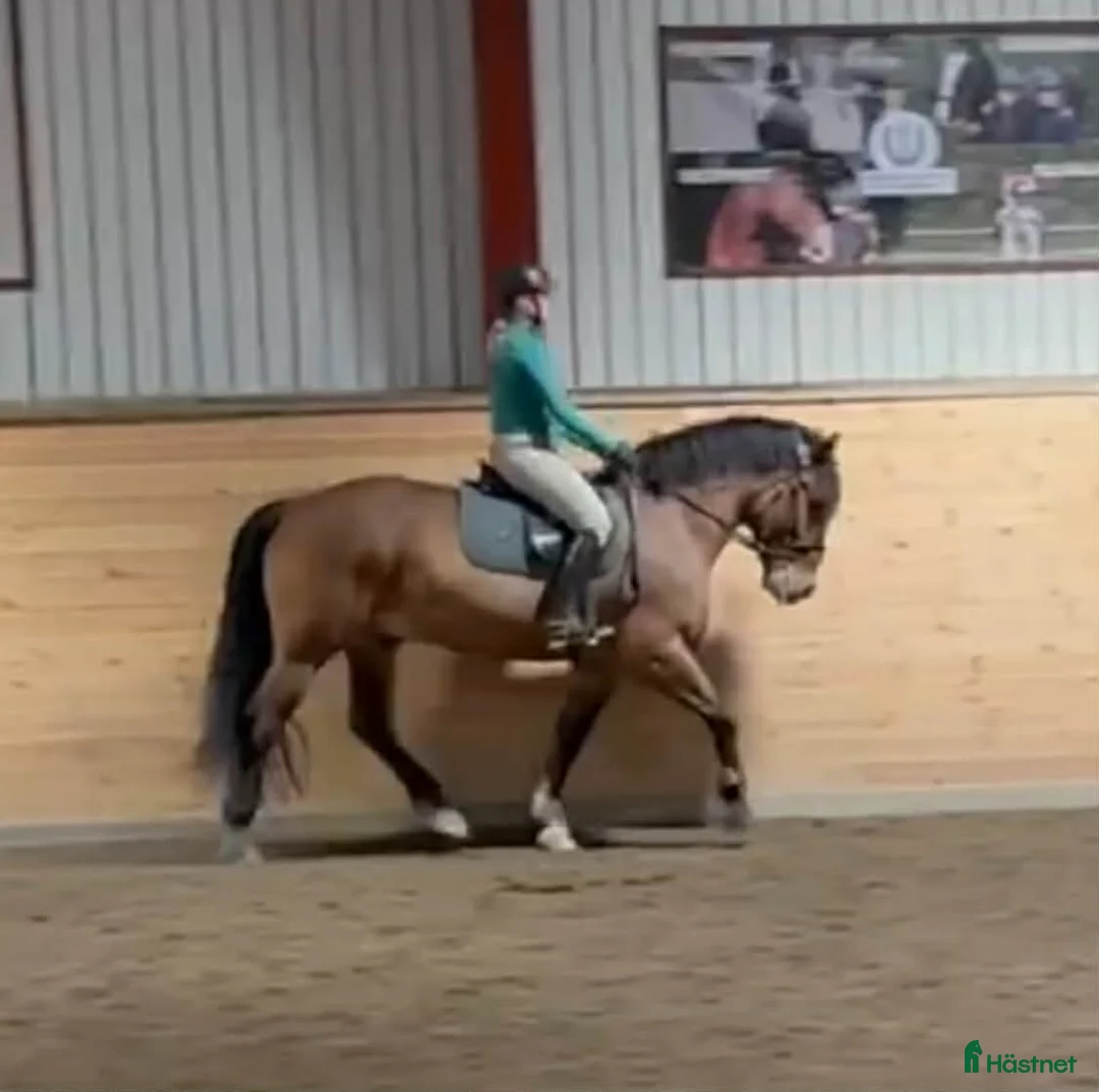 Övrigt hästar till salu: Bästa Vessla söker nytt hem  i Njurunda - Annons 2