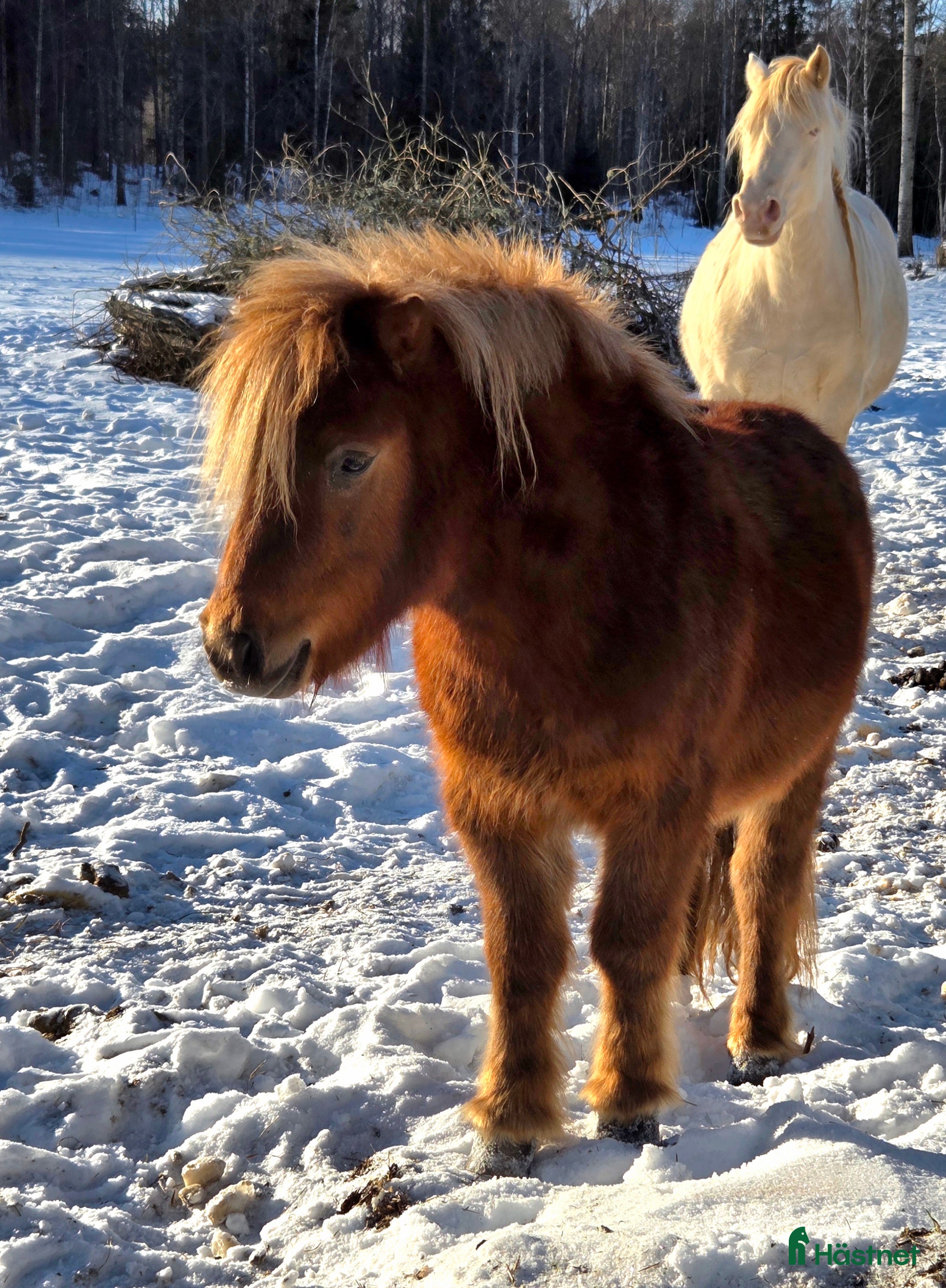  hästar Sötaste 2-åringen! i Ärla - Annons 1