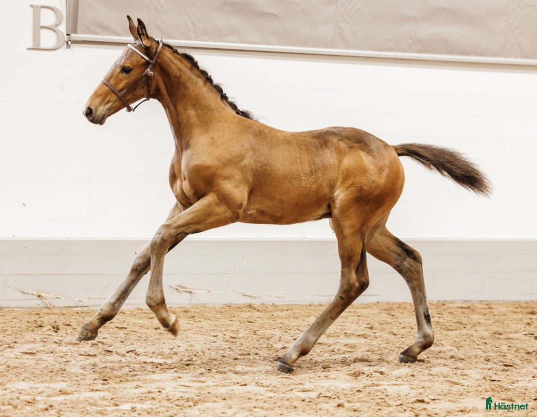 Hoppning hästar till salu: Premieföl med fantastiskt möderne i Köping - Annons 2