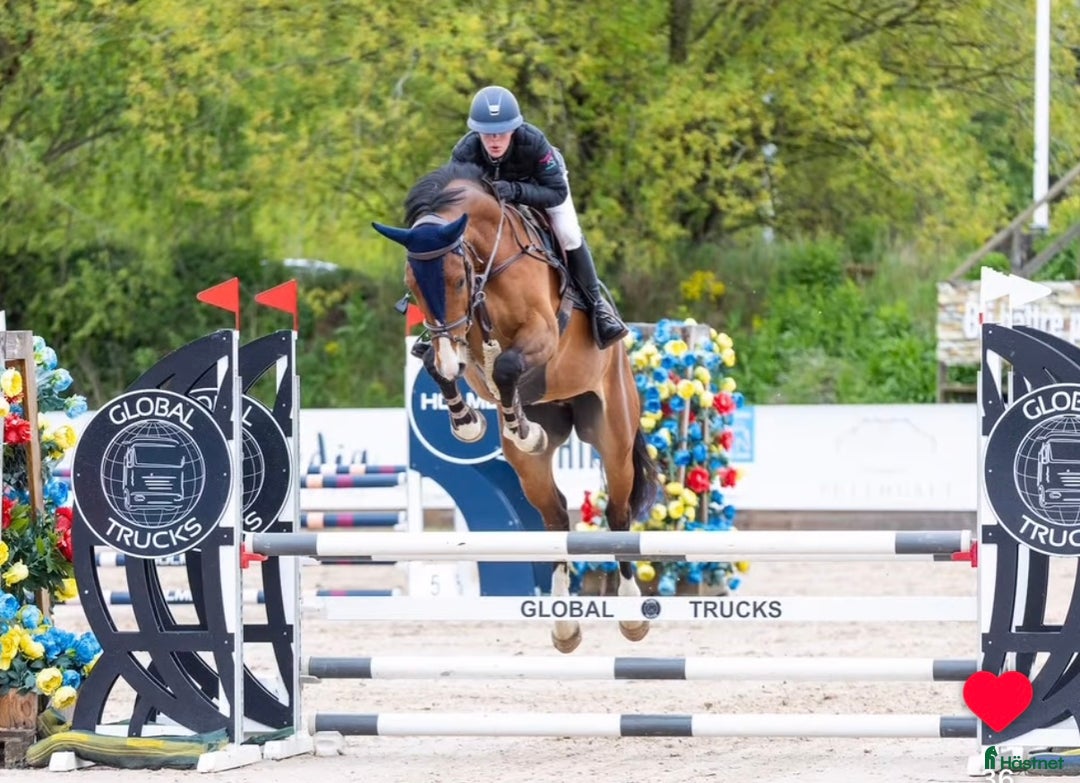 Hoppning hästar till salu: Super 4åring!   i Åtvidaberg - Annons 5