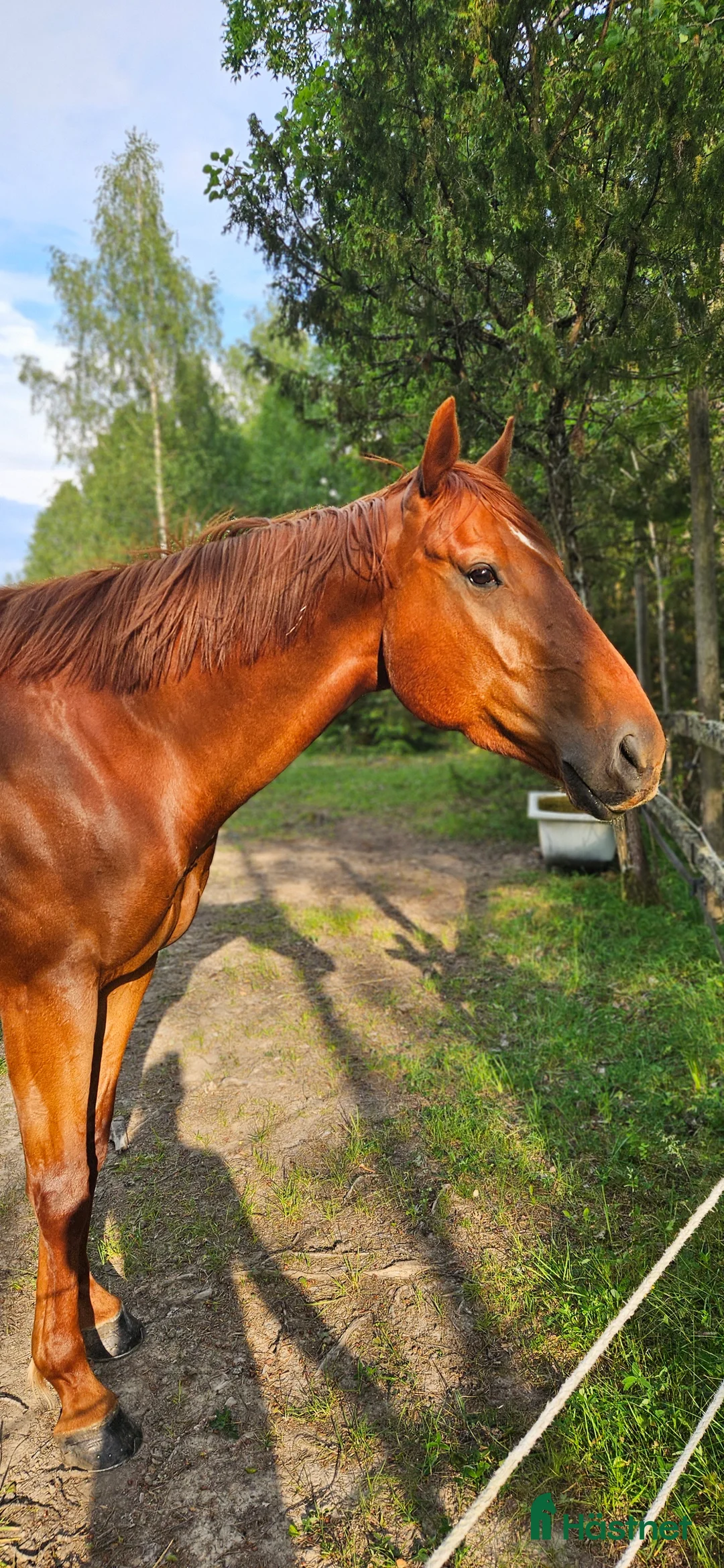 Allround hästar till salu: Trevligt fux fullblod  - Annons 2
