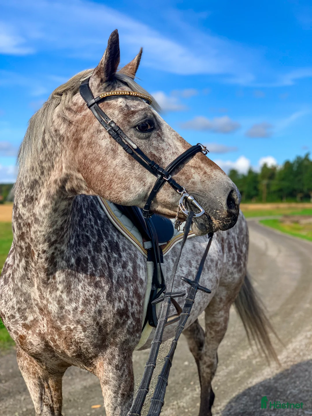 Allround hästar till salu: Charmig och personlig valack i Grästorp - Annons 2