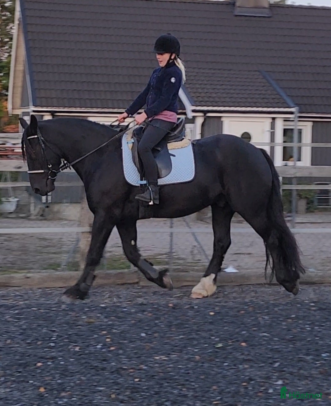  hästar Sällskapshäst alt ridponny - Annons 2