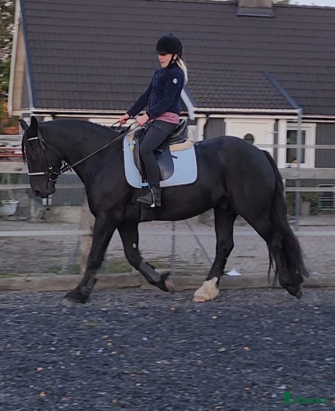 Sällskap hästar till salu: Sällskapshäst alt ridponny - Annons 2