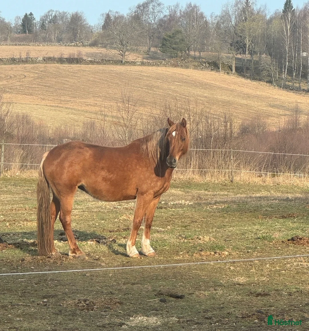 Allround hästar till salu: Lady - outbildad 4-åring söker sin människa  i Falköping - Annons 5
